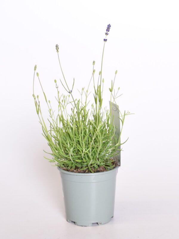 Tähklavendel 'Spear Blue' P13
