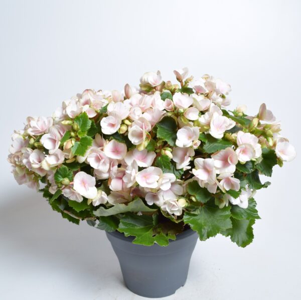 Roosbegoonia P19 erinevad