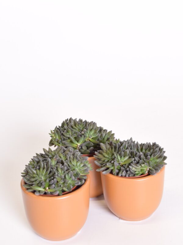 Jünnani siilhari P5,5