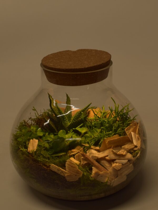 Terraariumiseade ümaras klaasis + LED