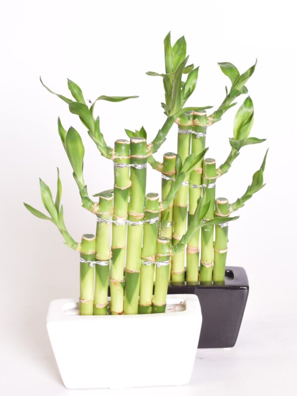 Sanderi draakonipuu "õnnebambus" ümbrispotis kandiline