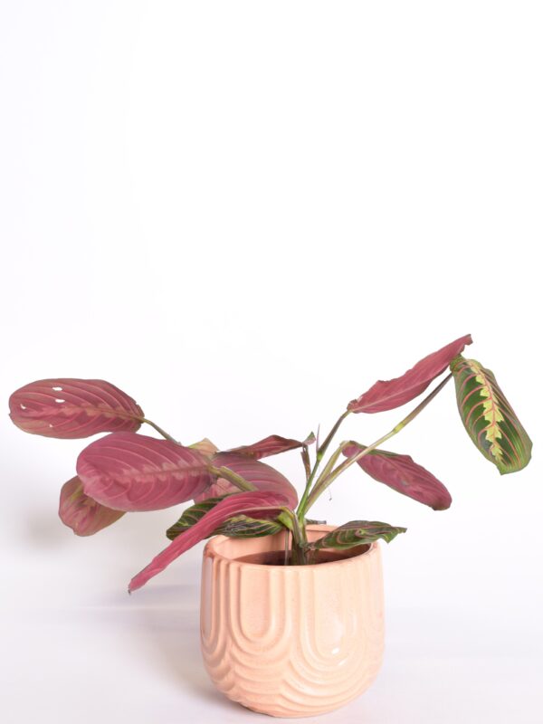 Valgeroodne maranta 'Fascinator' P12