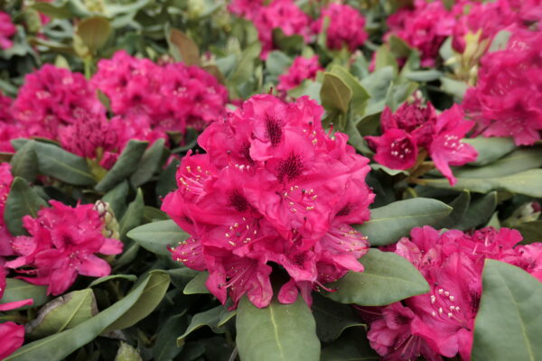 Rododendron 'Nova Zembla' P17 25cm