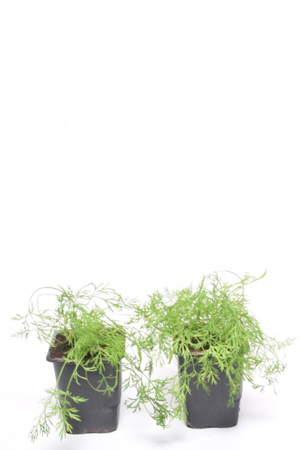 Aedtill P8 Eestis kasvatatud