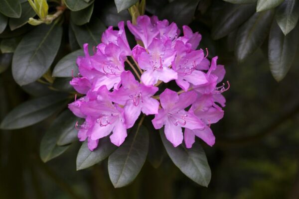 Rododendron 'Roseum Elegans' P26 40-50cm