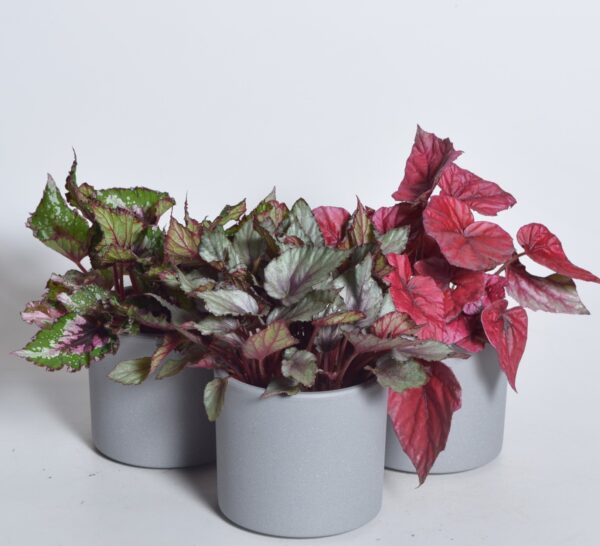 Begoonia Magic Colours P8,5