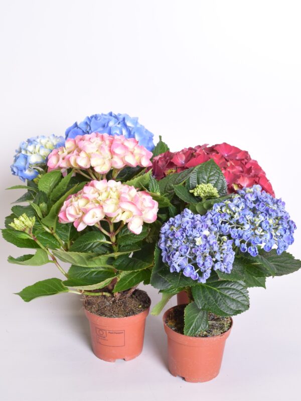 Suurelehine hortensia P10 ümbrispotis