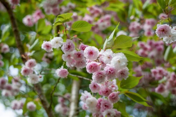 Kolmehõlmaline mandlipuu P23 80cm tüvel