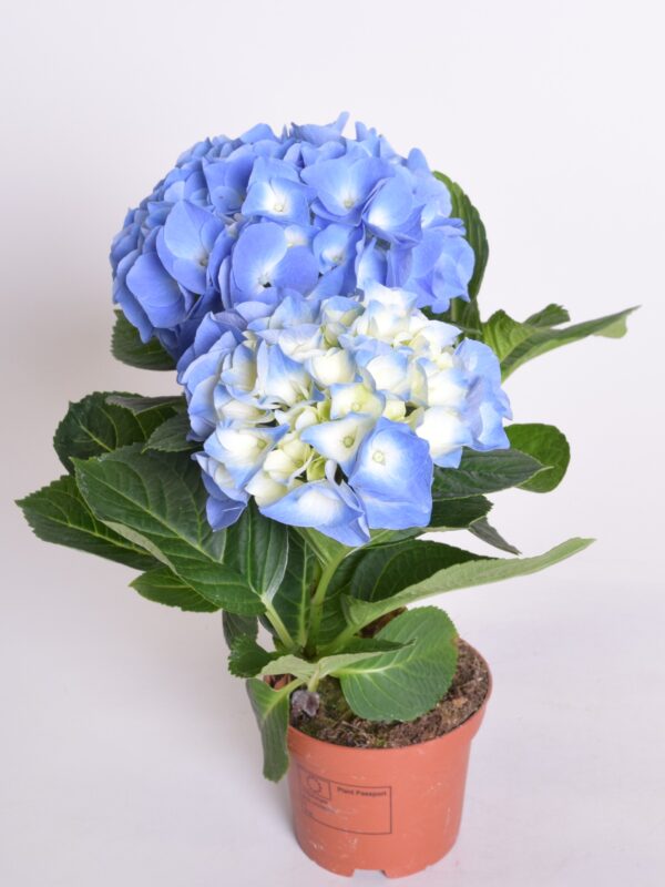 Suurelehine hortensia P10 ümbrispotis