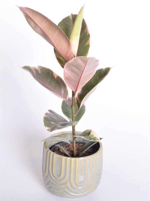 Kummi-viigipuu 'Belize' P14 20cm