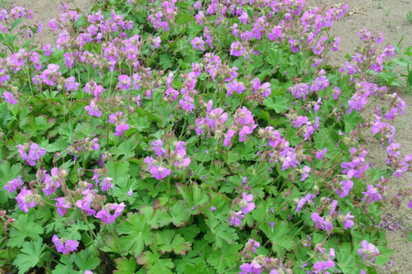 Viljatu kurereha 'Cambridge' P12 Eestis kasvatatud