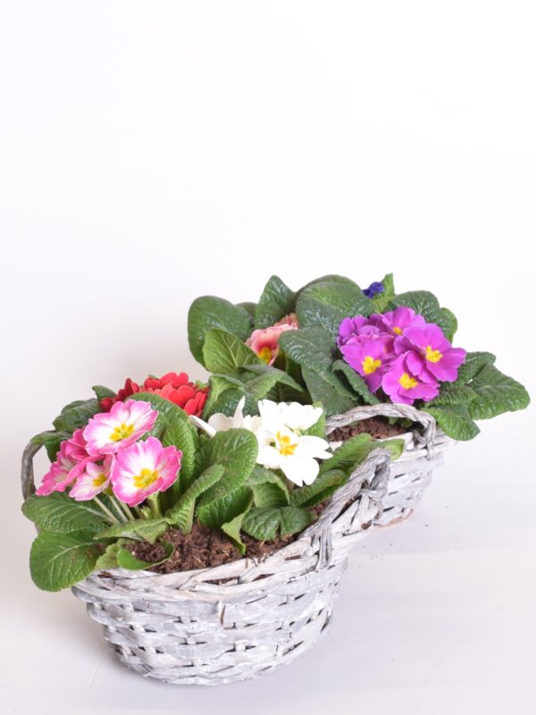 Varretu priimula 3 taime korvis P19