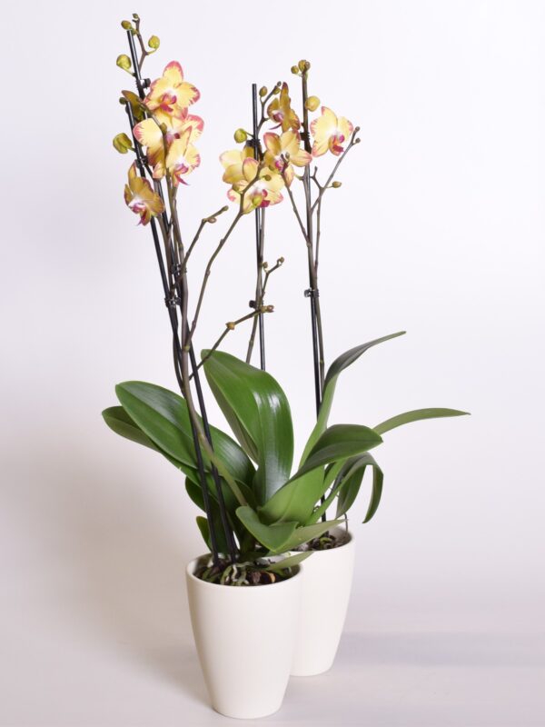 Kuuking 'Papagayo' P12 1-2õv