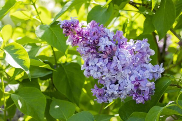 Harilik sirel 'Nadezhda' P28 60-80cm