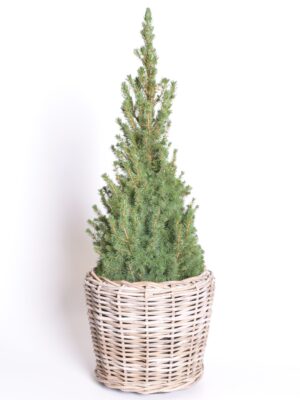 Kanada kuusk ‘Conica’ P24 90cm