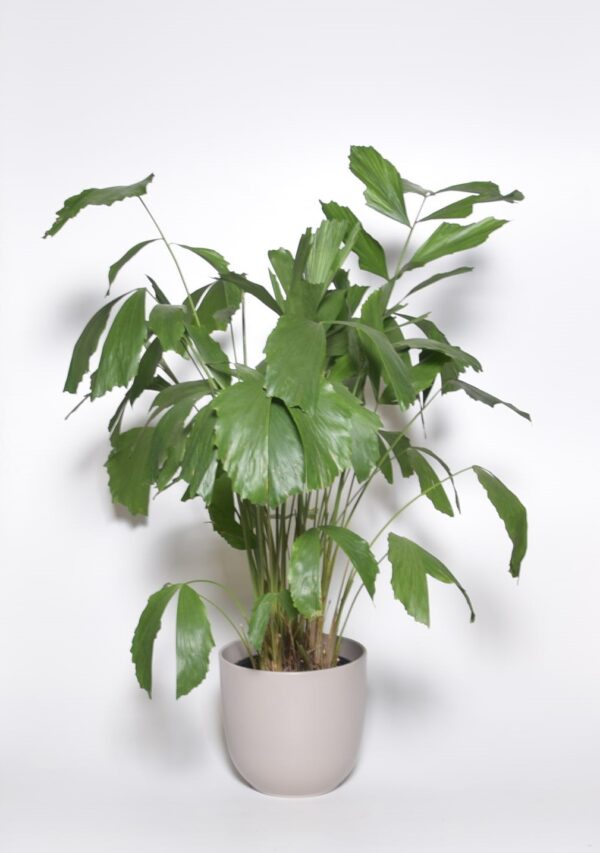 Kalasabapalm P21 80cm