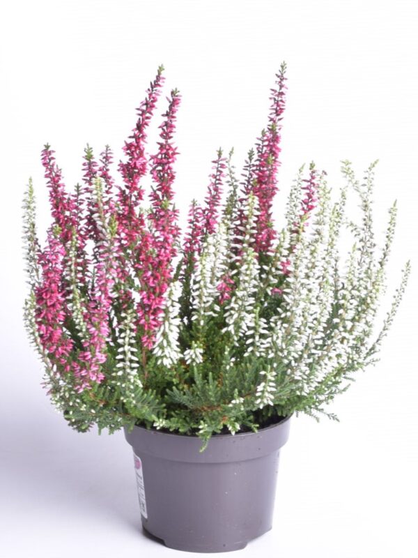 Kanarbik P11/P12 erinevad