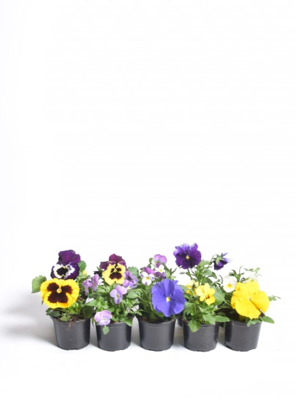 Võõrasema/sarvkannike P9/P10