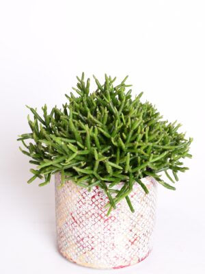 Helmekaktus P12 erinevad