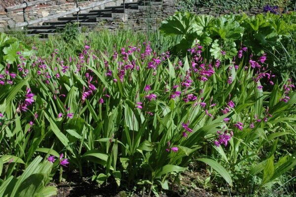 Harilik mikaadolill aiaorhidee P12