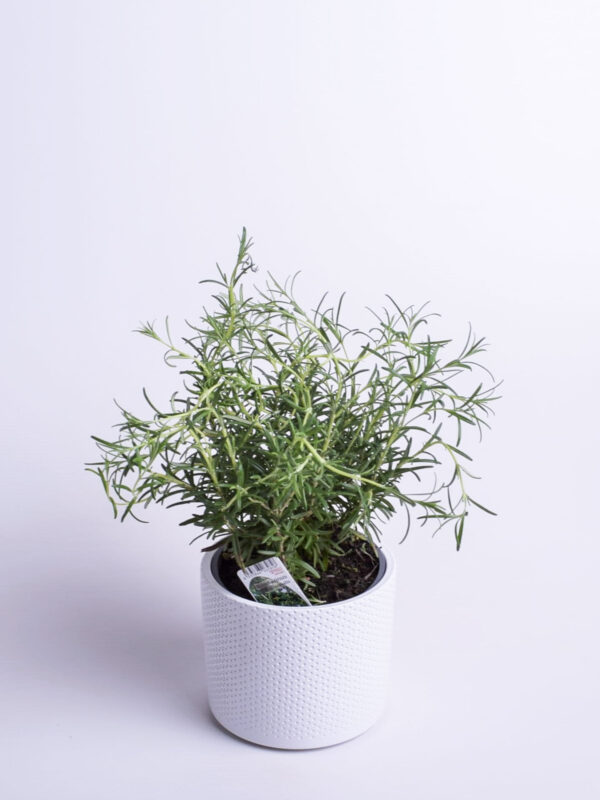 Harilik rosmariin P12