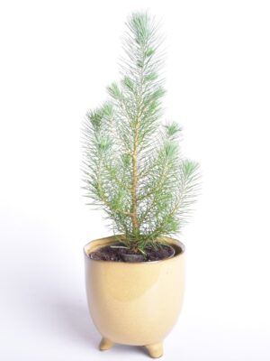 Piinia ‘Silver Crest’ P10,5