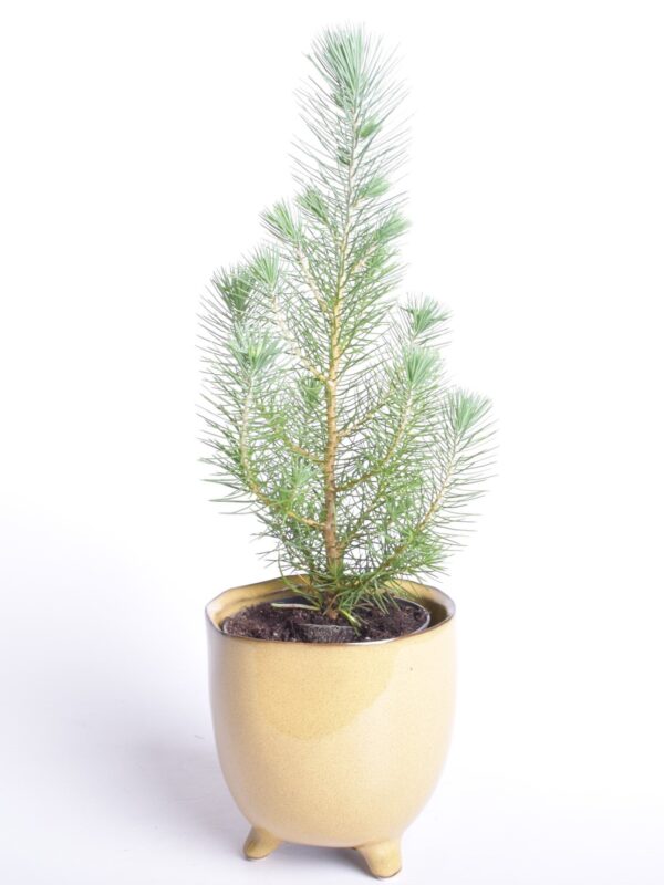 Piinia 'Silver Crest' P10,5