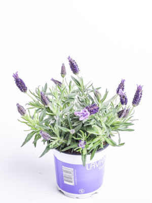 Prantsuse lavendel P12
