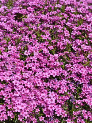 Nõeljalehine leeklill ‘Zwergteppich’ P12 Eestis kasvatatud