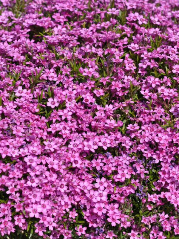 Nõeljalehine leeklill 'Zwergteppich' P12 Eestis kasvatatud