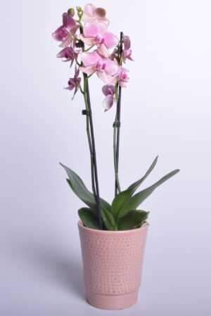 Kuuking ‘Pirate Picotee’ P12