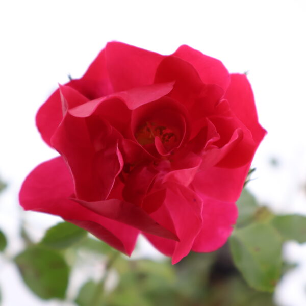 Pinnakatteroos 'Hotline' P17