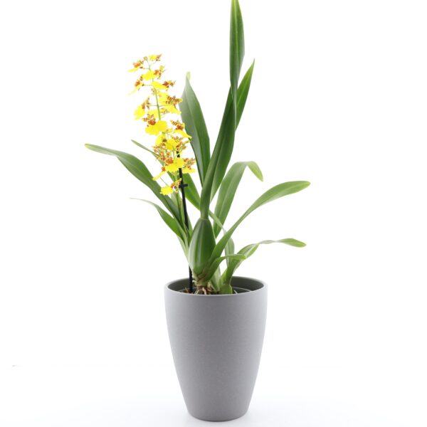 Värikäpp 'Yellow' P12 1 õievars