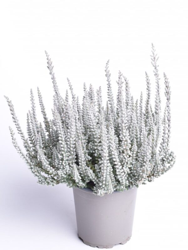 Kanarbik P11/P12 erinevad