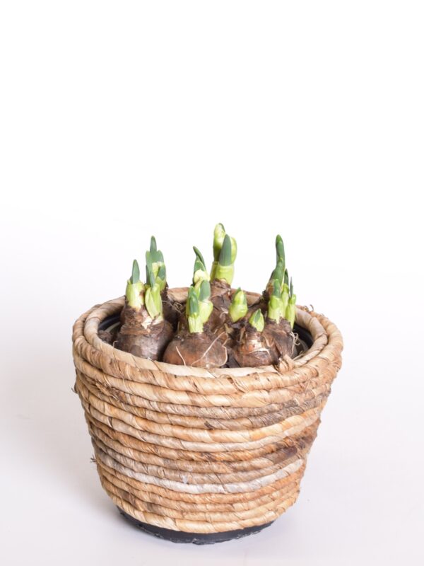 Nartsiss 'Bridal Crown' P16