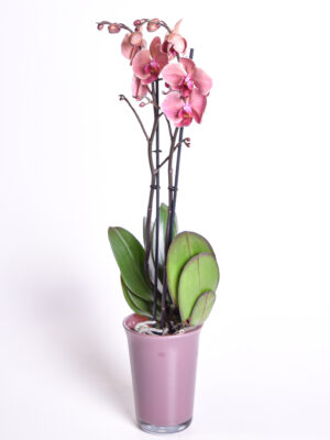 Kuuking ‘Asian Coral’ P12 1 õievars