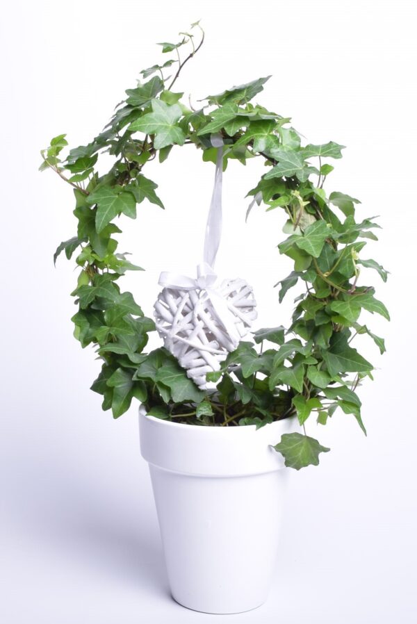 Harilik luuderohi P13 45cm ümbrispotis süda