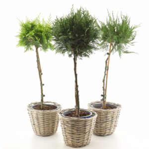 Hooaja okaspuu P15 tüvel erinevad