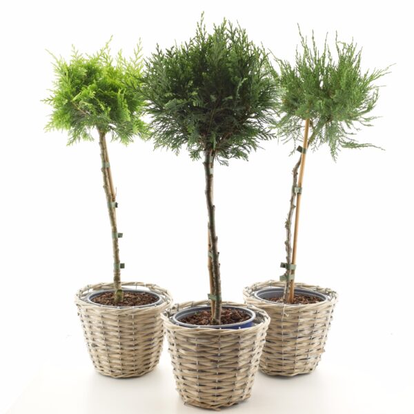 Hooaja okaspuu P15 tüvel erinevad