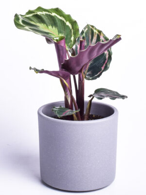 Uhke tiigerlehik P12 XL