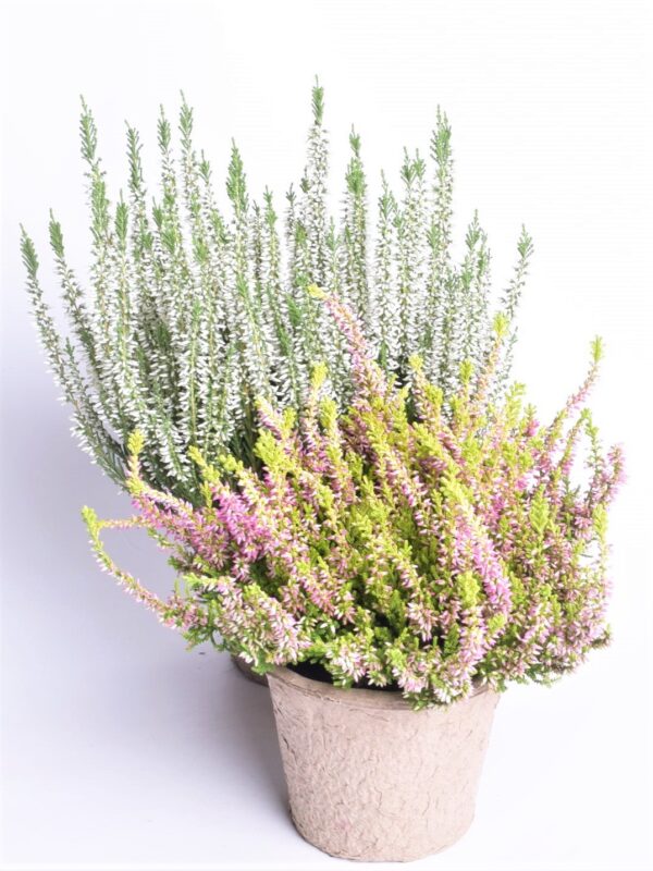 Kanarbik P12 biolagunevas potis