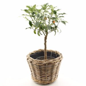 Harilik kinkanipuu P19 50cm