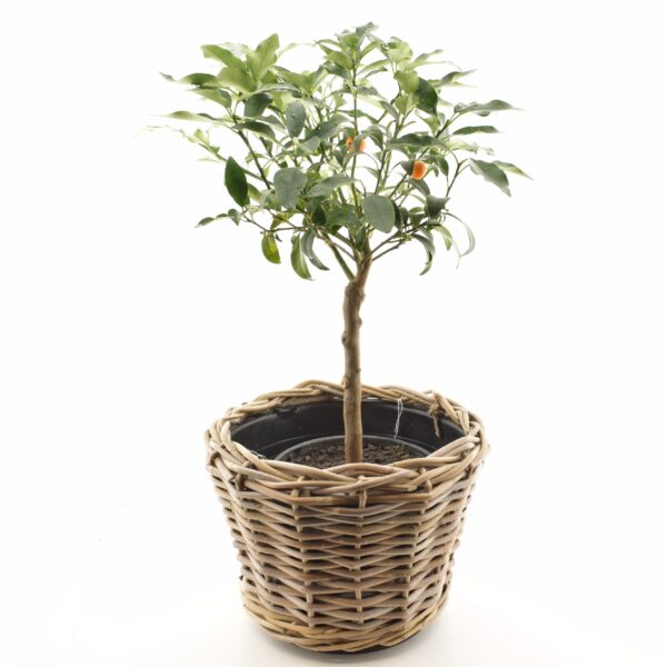 Harilik kinkanipuu P19 50cm