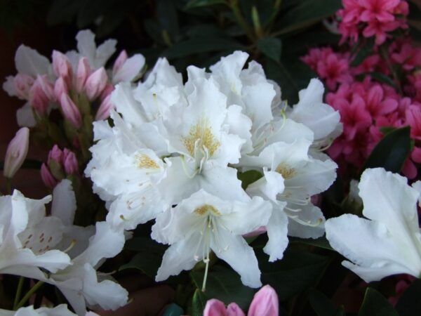 Rododendron 'Cunningham's White' P23