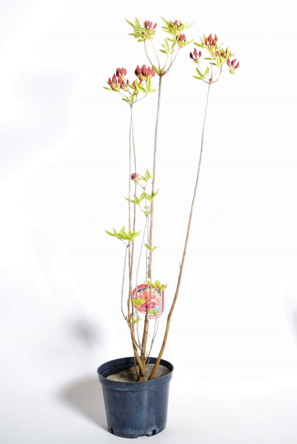 Asalea 'Glowing Embers' P23