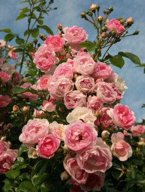 Roniroos ‘Jasmina’ P21 Eestis kasvatatud