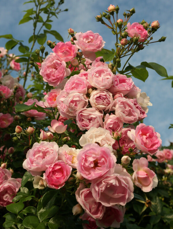 Roniroos 'Jasmina' P21 Eestis kasvatatud