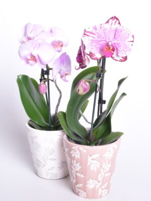 Kuuking Elegant Cascade P9 35cm