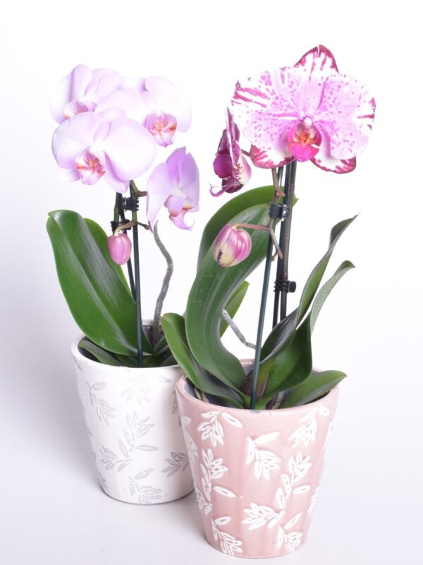 Kuuking Elegant Cascade P9 35cm