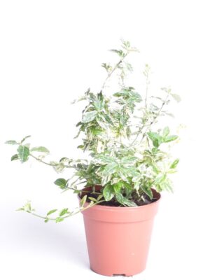 Fortune’i kikkapuu ‘Harlequin’ P13 25cm